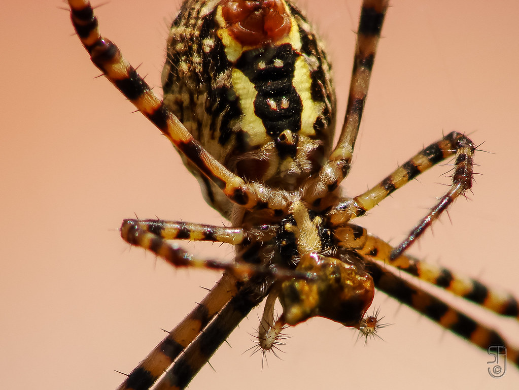 Female Garden Spider Ventral View Detail 00246 Jpg Flickr