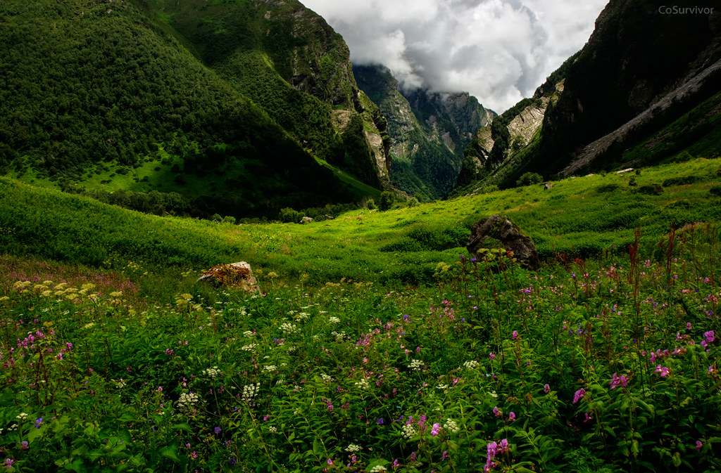 In pristine lands...The Valley of Flowers National Park by CoSurvivor