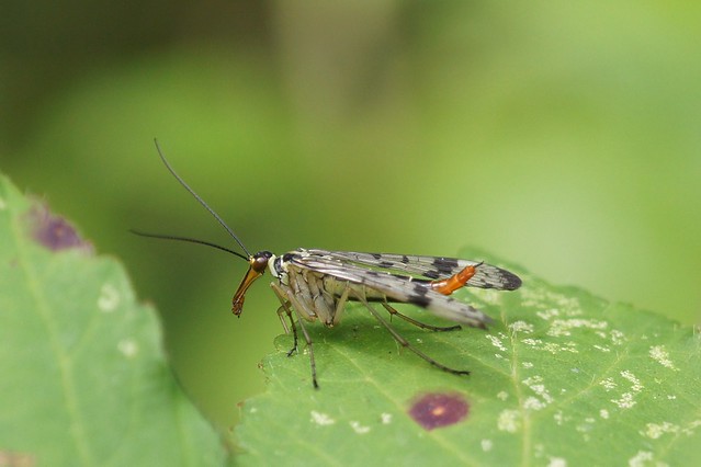 Scorpion Fly - Panorpa Communis (female)