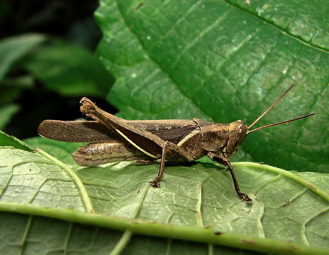 Abacris flavolineata/grasshopper