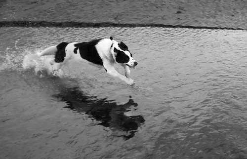 That other dog is still staying with me! | by JJFET