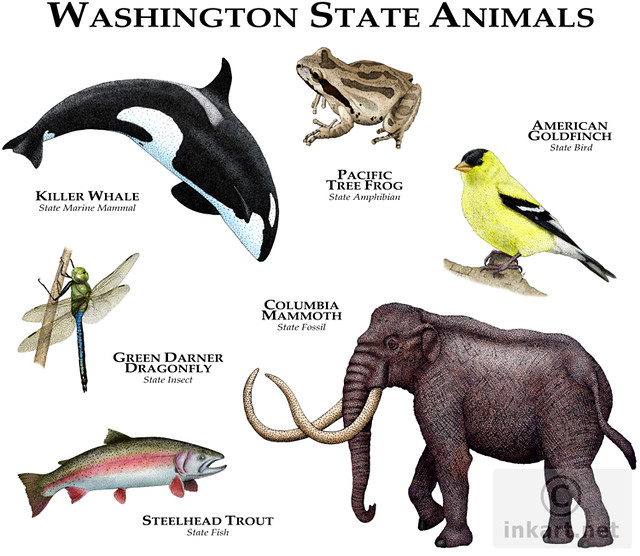 Washington State Animals | Fine art illustration of the offi… | Flickr