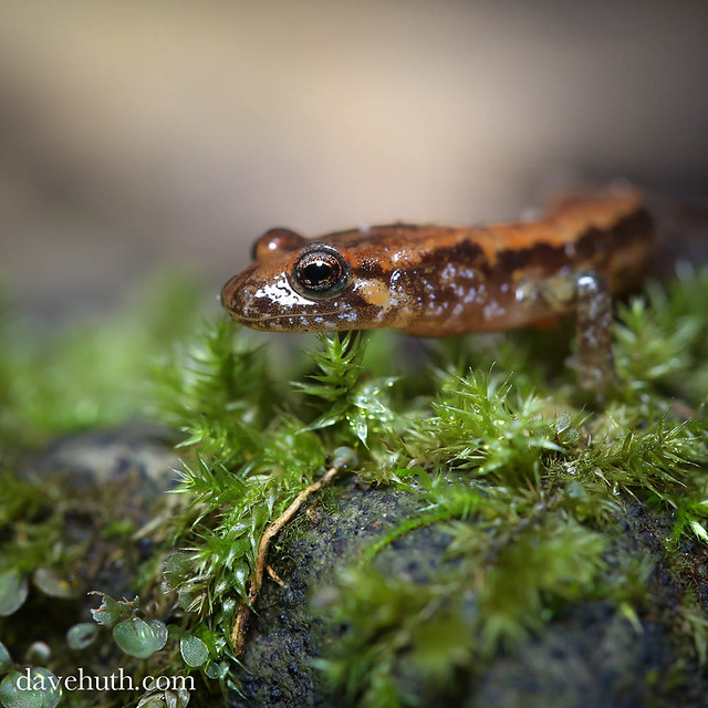 Dusky Salamander (Desmognathus) grin