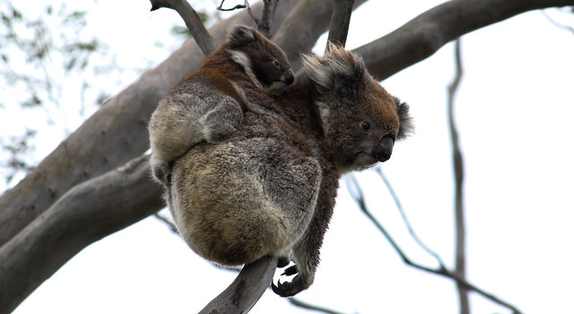 Mum with Baby Koala