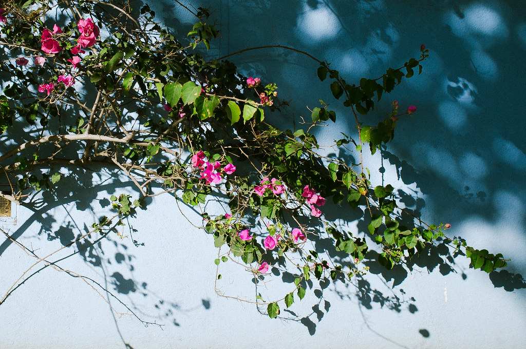 Pink bougainvillea flowers cascading across a light blue stucco wall, casting sharp shadows.