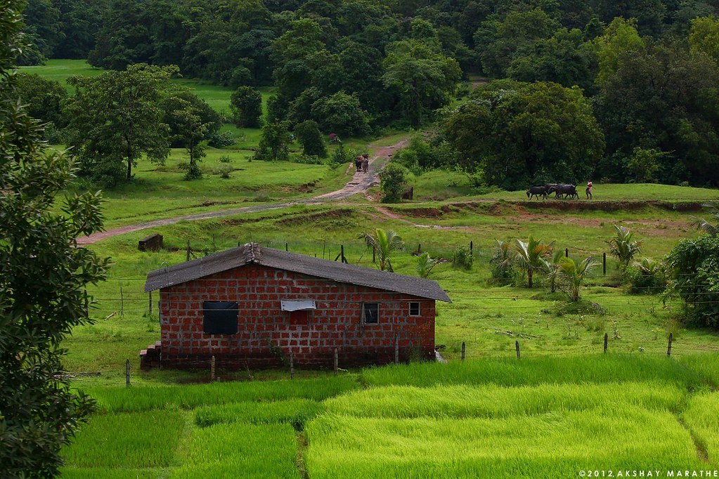 Beauty of Konkan | A typical rural road, small house, paddy … | Flickr