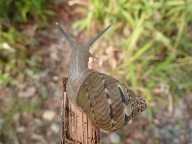Unidentified Snail V