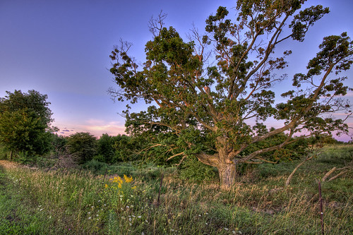 Old Tree In The Field by Painted Light Studio, HDR - 5 Exposures combined in Photomatix Proold sunset usa sun tree nature field rural fence landsca