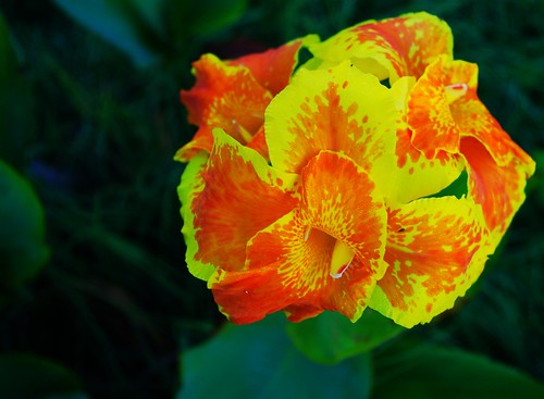 orange flower yellow vanburen bloom arkansas canalily