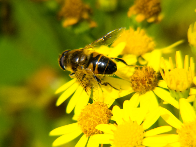 Hoverfly on a ragwort flower