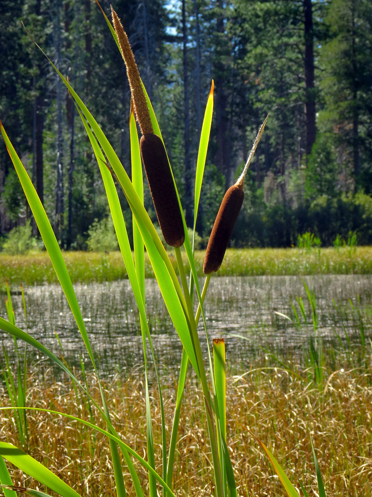 Cattails Afternoon light on cattails at a small lake at Pl… Flickr