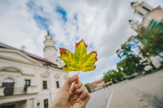 Autumn Leaf | Kaunas #243/365