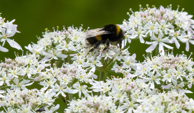 Umbellifer flower visited by a bumble bee