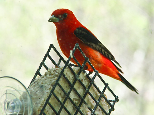 Scarlet Tanager at suet