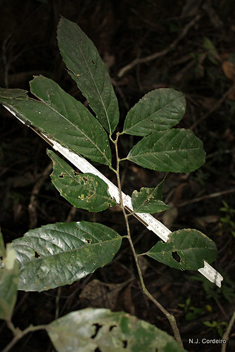 scale leaf rawsoniareticulata taxonomy:binomial=rawsoniareticulata
