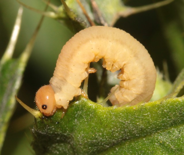 Hymenoptera larva indet