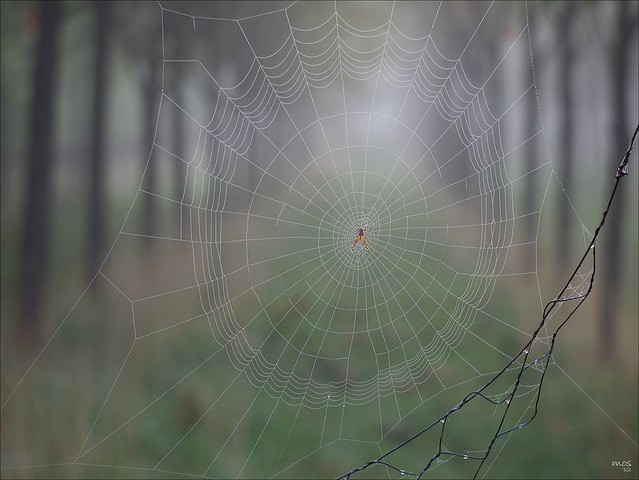 Cobweb on a Misty Morning