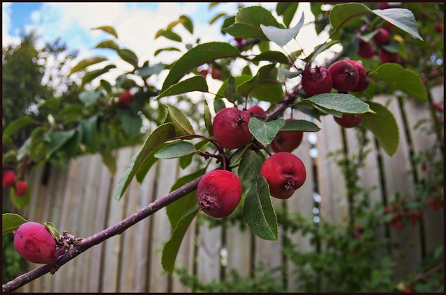 Apples in the alley