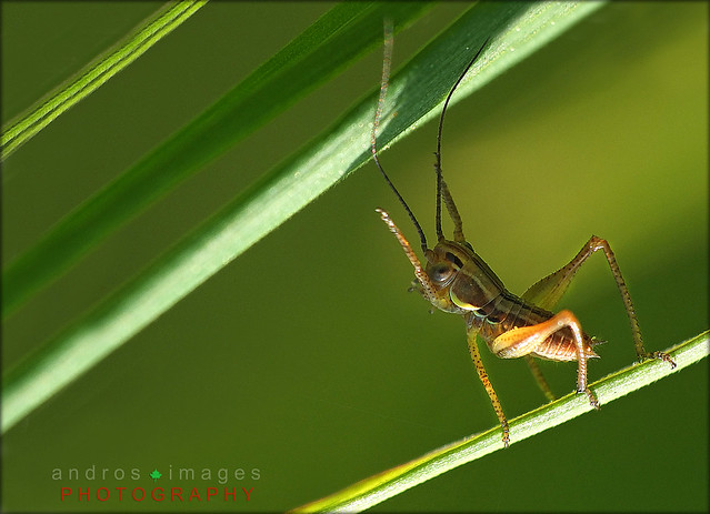 Un Saltamontes de fábula // El equilibrista // A grasshopper fable and tightrope
