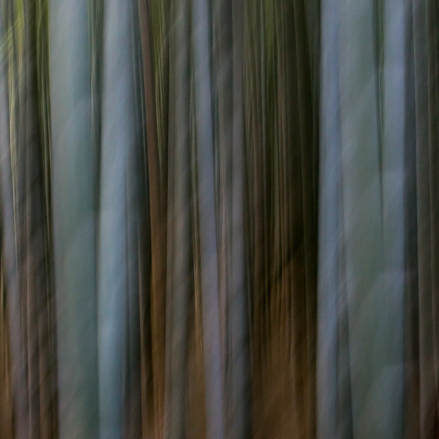 arashiyama bamboo grove 4