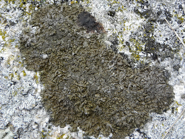 Xanthoparmelia (Neofuscelia) loxodes (Bruin hunebedschildmos)