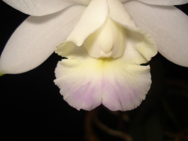 Cattleya Dolosa var. albescens ''Recanto''
