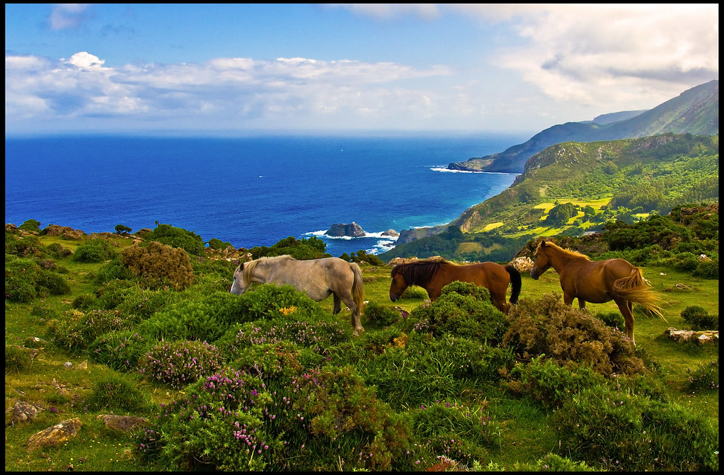 Caballos cerca de Teixido | Tres caballos semi salvajes en e… | Flickr