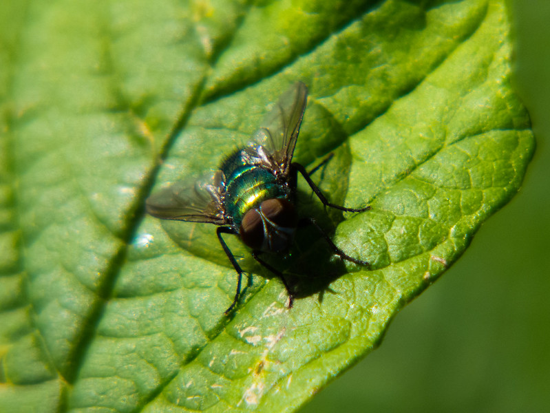 Greenbottle fly on a leaf