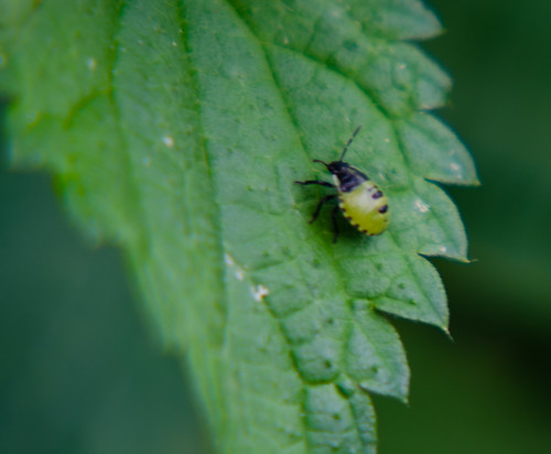 Green insect on a nettle leaf