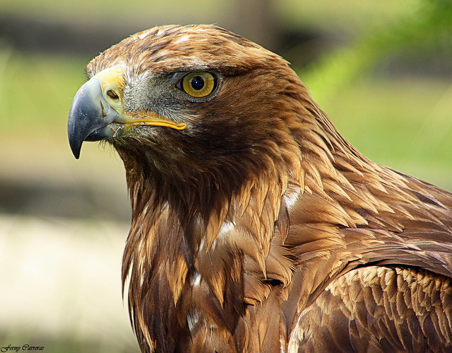 Águila Imperial ibérica  (Aquila adalberti)