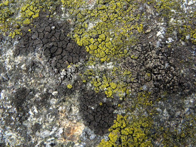 Acarospora nitrophila (Donker steenschubje) & Acarospora fuscata (Bruin steenschubje)
