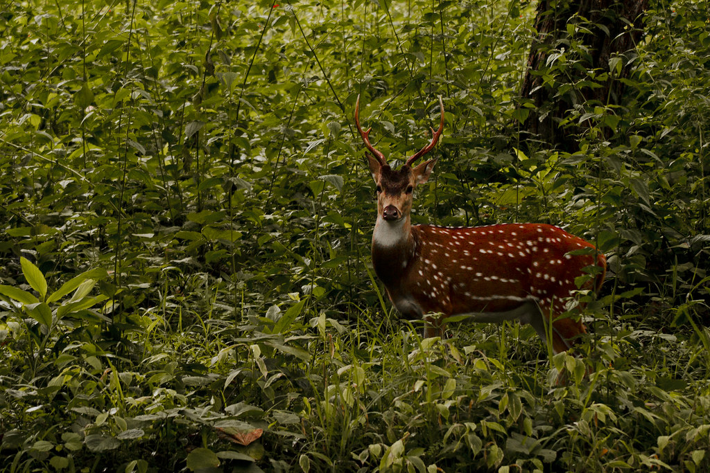 The chital or cheetal (Axis axis) | The chital or cheetal (A… | Flickr