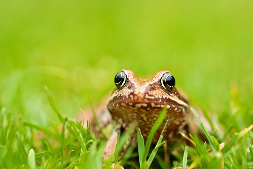 grass frog toad mfcc froginthegrass frogonthegrass
