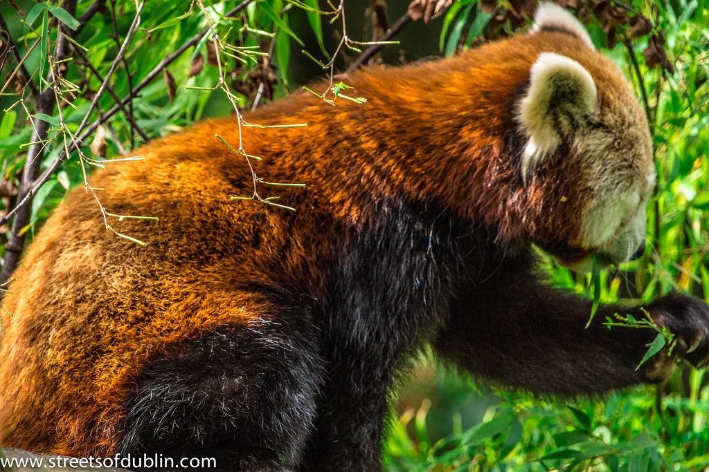 Red Panda In Dublin Zoo | The red panda (Ailurus fulgens, or… | Flickr