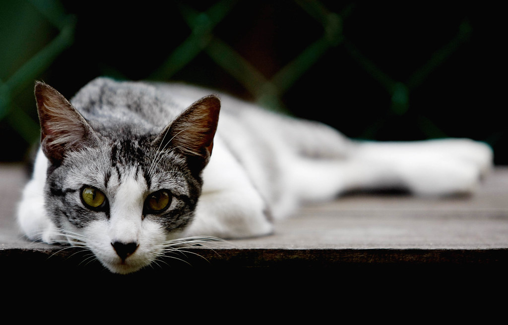 Hauskatze