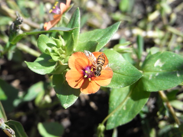 rikoh r8 bee on orange flower