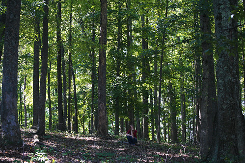 trees nature beautiful beauty woods northcarolina beginning firsts