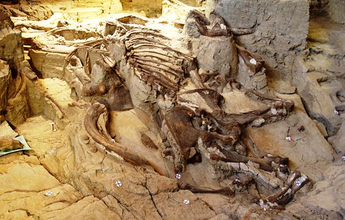 iceage southdakota mammal fossil paleontology mammoth bones bone prehistoric mammals dig fossils tusks hotsprings tusk mammothsite mammoths hotspringssouthdakota digsite paleontological