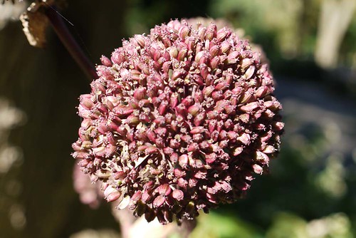 frontlight flower | by hsunda