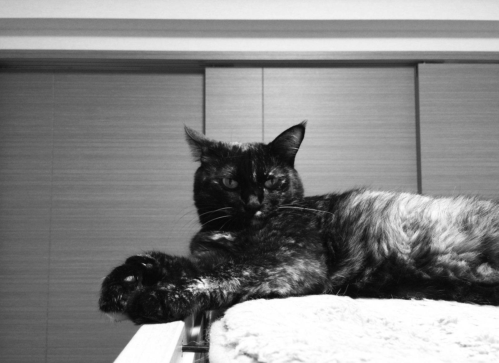 サビ猫のモノクロ写真 猫の写真素材 Cat Press キャットプレス