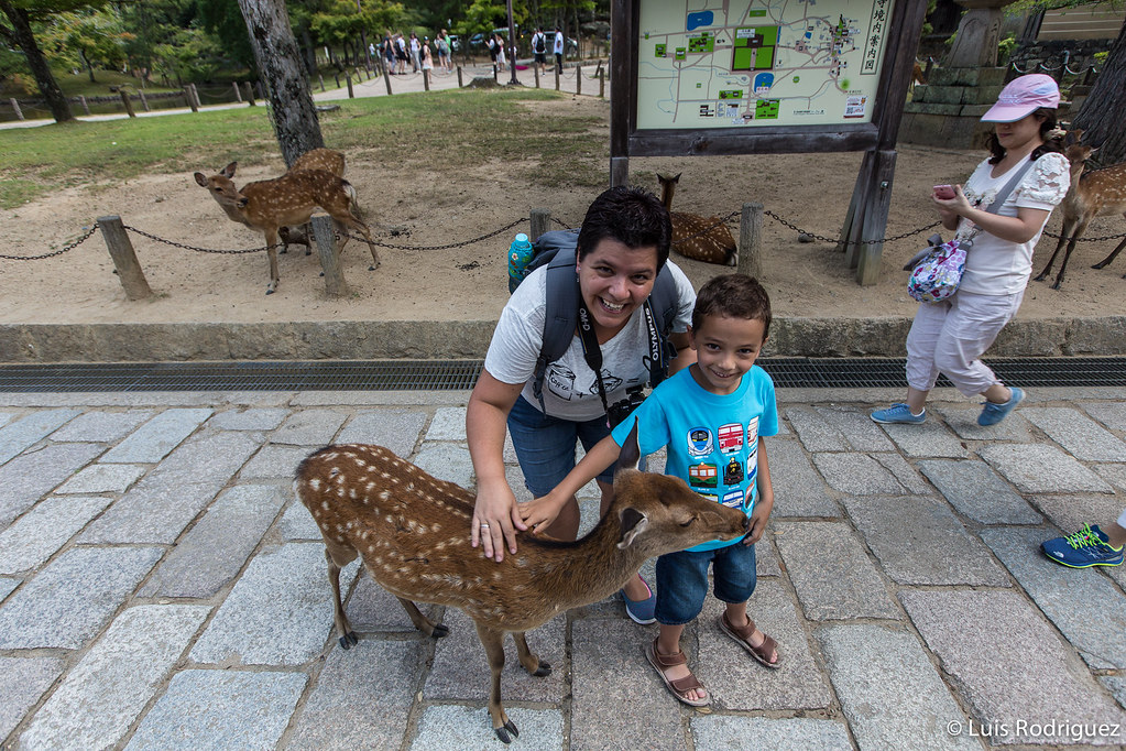 Ciervos del parque de Nara