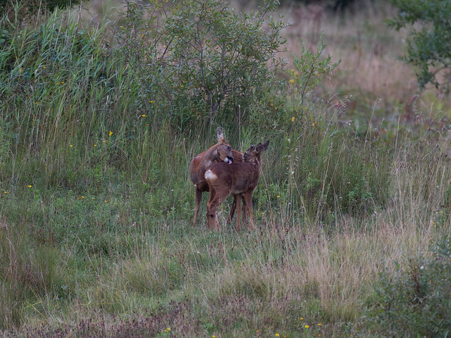 Roe deer-mating behaviour_2