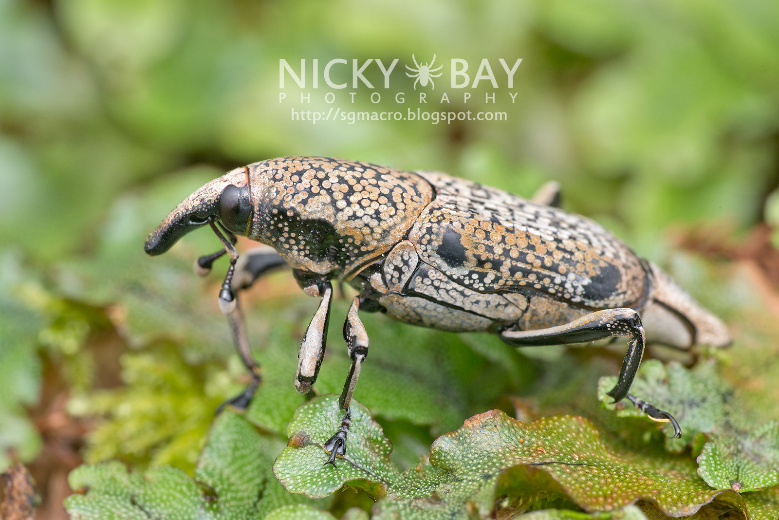 Curculionidae - True Weevils | Flickr