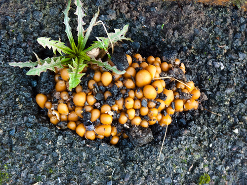 Clump of mushrooms growing through tarmac