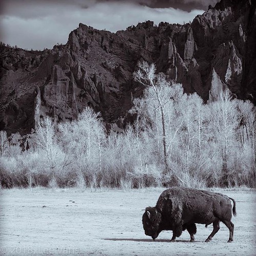 #bobbiandleesphotoadventures in #wyoming - #bison just outside of #yellowstonenationalpark ⠀ .⠀ .⠀ .⠀ .⠀ .⠀ .⠀ .⠀ .⠀ .⠀ #welltravelled ⠀ #passportexpress ⠀ #passionpassport⠀ ⠀ #chasinglight⠀ #toldwithexposure⠀ ⠀ #justgoshoot ⠀ #justbackfrom ⠀ #followmeto | by LeeVaris