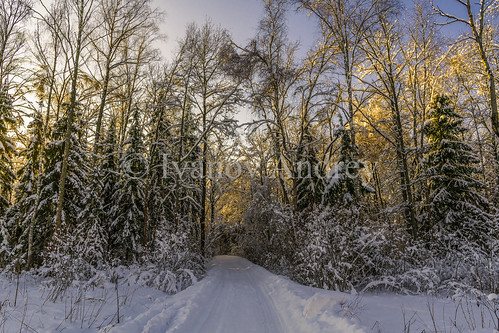winter snow forest edge bramble shade sun road pathway trail tree spruce birch pine field log treetrunk root branch bush grass green white frost ice sunset thaw sky snowfall cloud blue hollow clearing wind nature landscape travel walk village moscowregion russia ngc