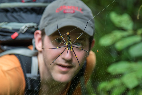 animal arthropod arachnid araneae araneidae nephila spider spiderweb web silk suspended trap forest jungle rainforest selfie cornell cap backpack arachnophobia sumur banten indonesia