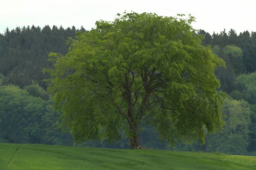 gras landschaft feld himmel wald baum tree heimat mai laub bayern deutschland laubbaum germany bavaria grün green wood