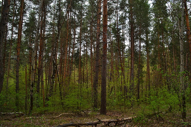 Kuneevsky forest I