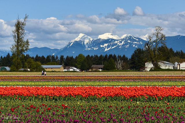 Tulips of the Valley Festival